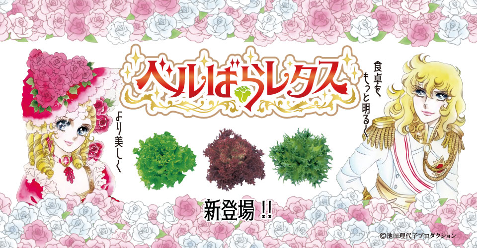 ベルばらレタス新登場! ベルばらレタス新登場!